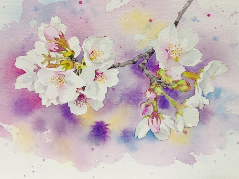 桜 水彩画 : 青山一樹 水彩画のひととき 桜 水彩画 : 青山一樹 水彩画のひととき