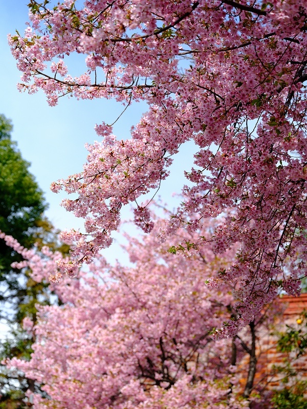 FUJIFILM GFX100S　手振れ補正_f0050534_14062364.jpg