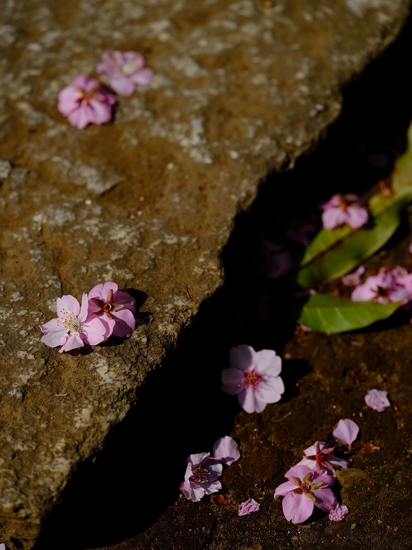 FUJIFILM GFX100S　手振れ補正_f0050534_14062456.jpg