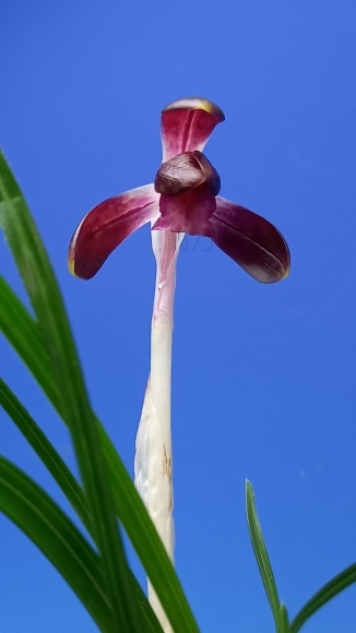 日本春蘭 朱雀門 : 蘭万園日記