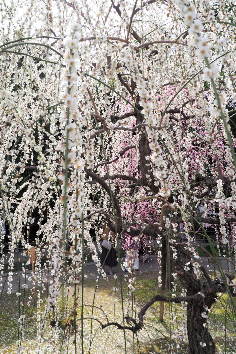 城南宮の梅_a0347635_15254522.jpg