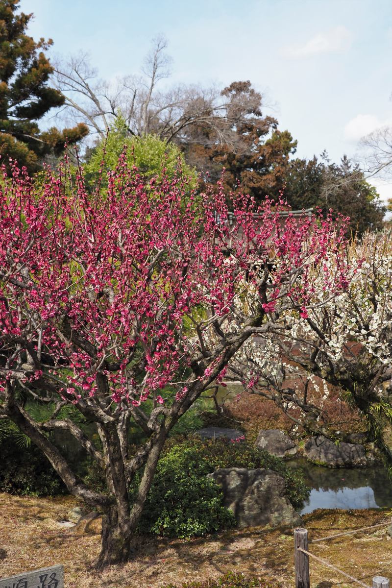 城南宮の梅_a0347635_15270798.jpg