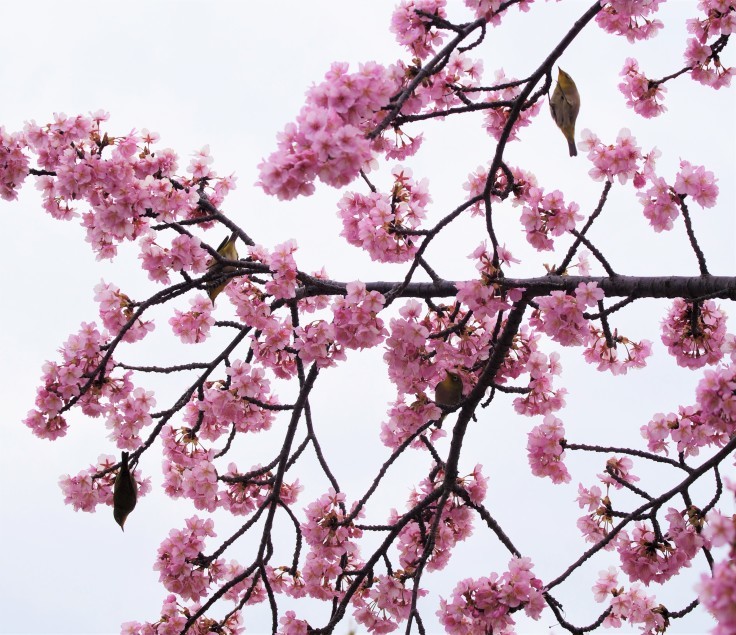 河津桜にメジロが大集合　＠西郷川河口公園_b0063958_23123510.jpg