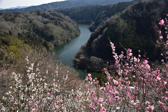 月ヶ瀬梅渓「梅まつり」_e0164563_10435802.jpg