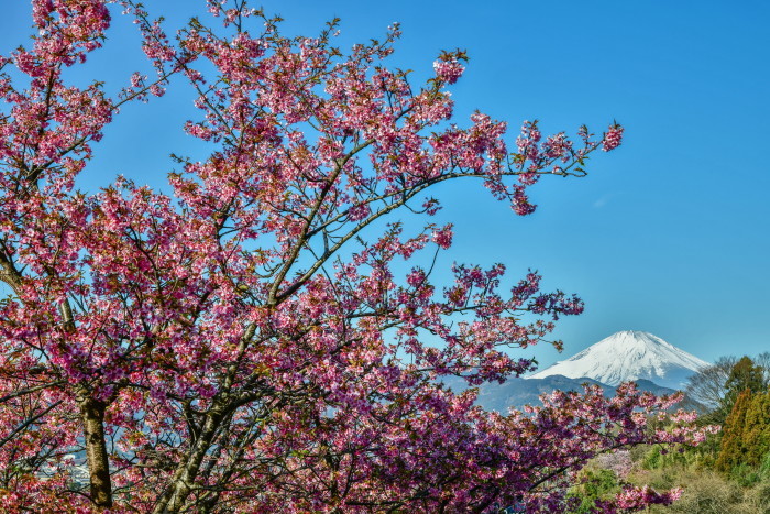 松田の河津桜_a0307264_11024124.jpg