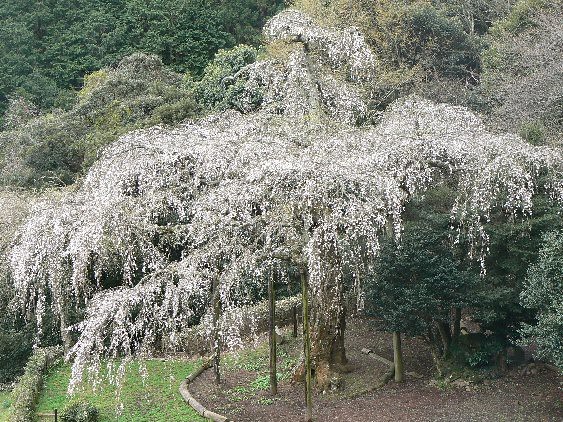 2007/3/31【神奈川県小田原花見】幽邃の長興山しだれ桜と玉宝寺五百羅漢【春日局の小田原墓】_b0116271_12460299.jpg