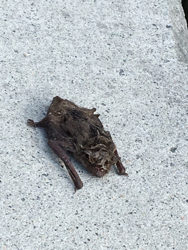 ひなたぼっこに珍入者❓_e0366572_15595194.jpeg