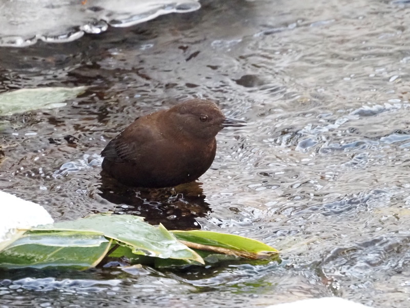 厳寒の渓流にいたカワガラス_a0383581_19382757.jpg