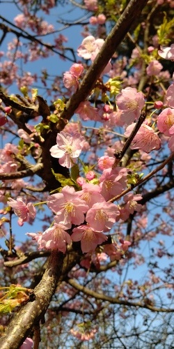 お花見🌸_f0357682_17443683.jpg