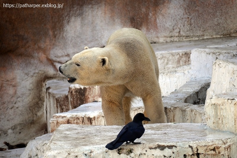 ２０２１年２月　天王寺動物園　その１_a0052986_07435522.jpg