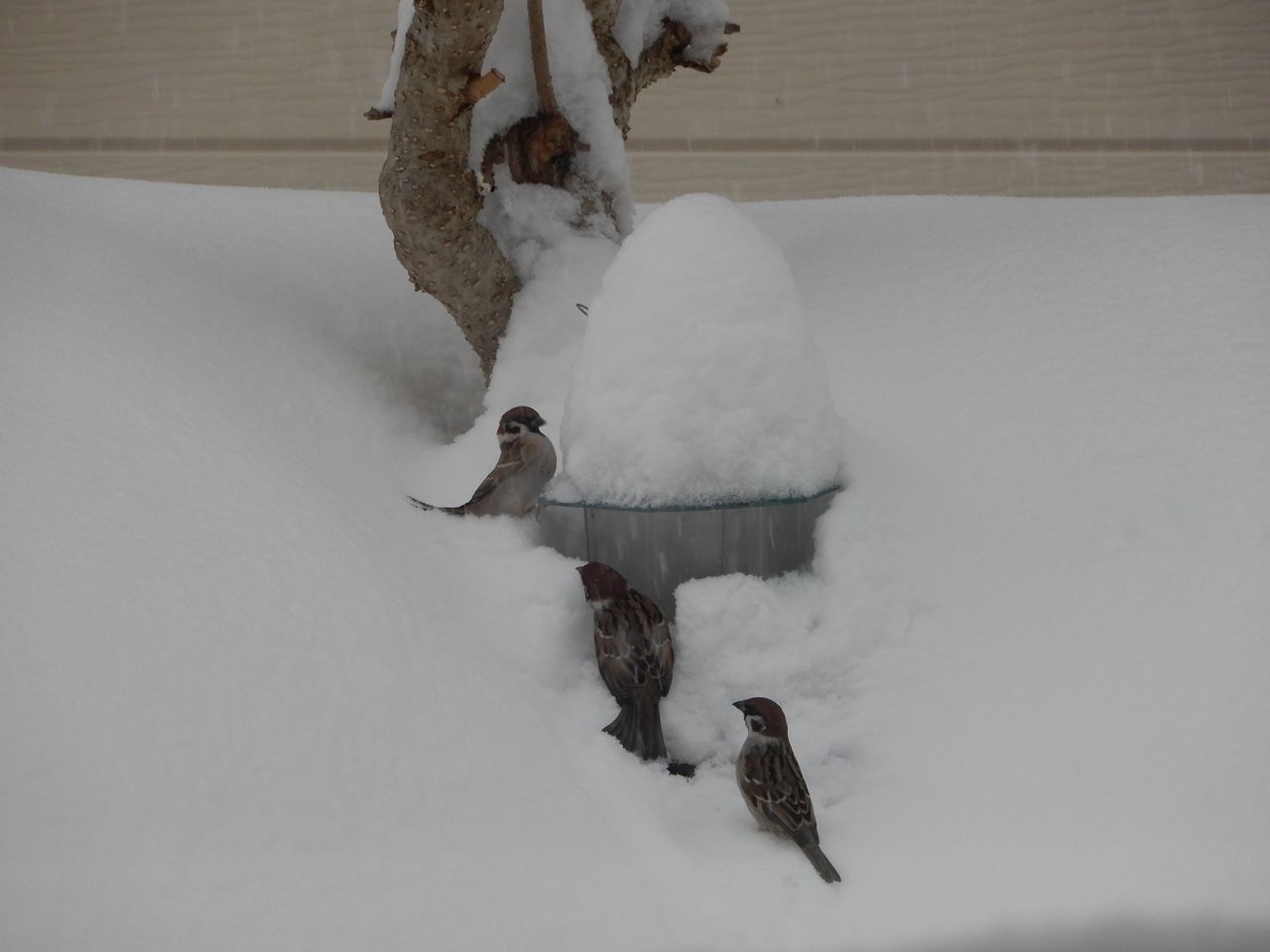 今日は3回除雪しました_c0025115_23165216.jpg