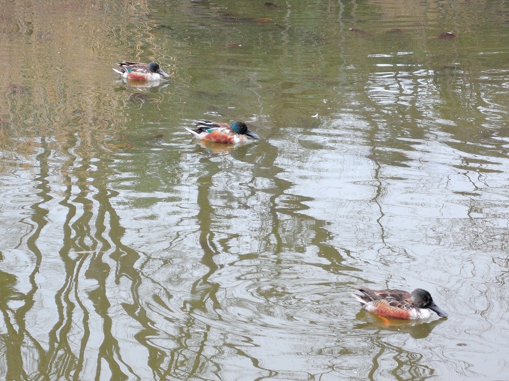 ある風景:Kikuna pond, Yokohama@Feb /fin_d0393923_23512640.jpg