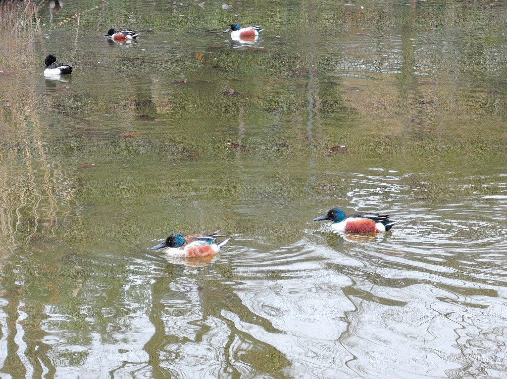 ある風景：Kikuna pond, Yokohama@Feb /fin_d0393923_23512676.jpg