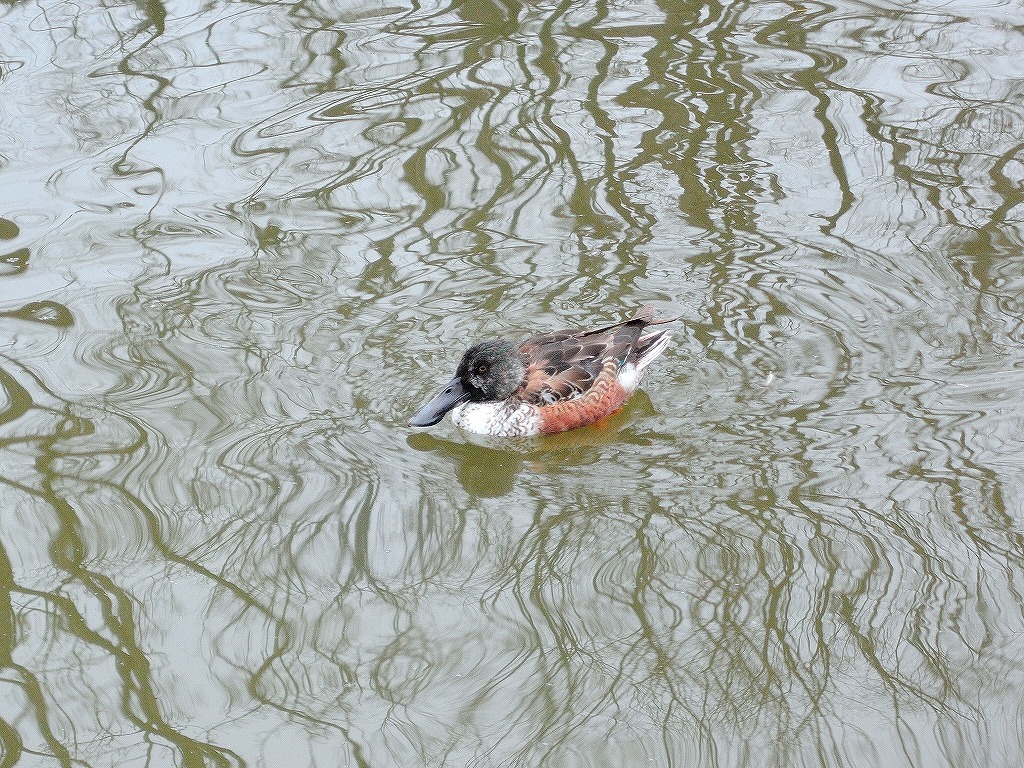 ある風景:Kikuna pond, Yokohama@Feb /fin_d0393923_23512677.jpg
