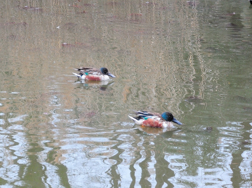 ある風景：Kikuna pond, Yokohama@Feb /fin_d0393923_23512691.jpg