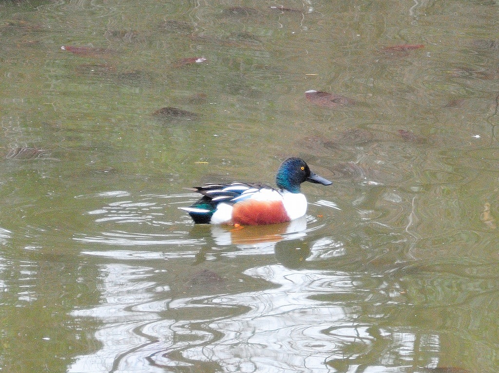 ある風景:Kikuna pond, Yokohama@Feb /fin_d0393923_23513495.jpg