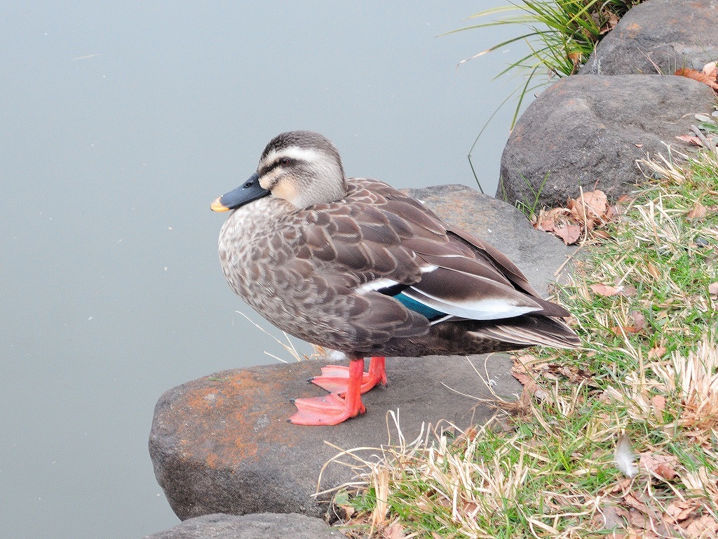 ある風景:Kikuna pond, Yokohama@Feb /fin_d0393923_23513534.jpg