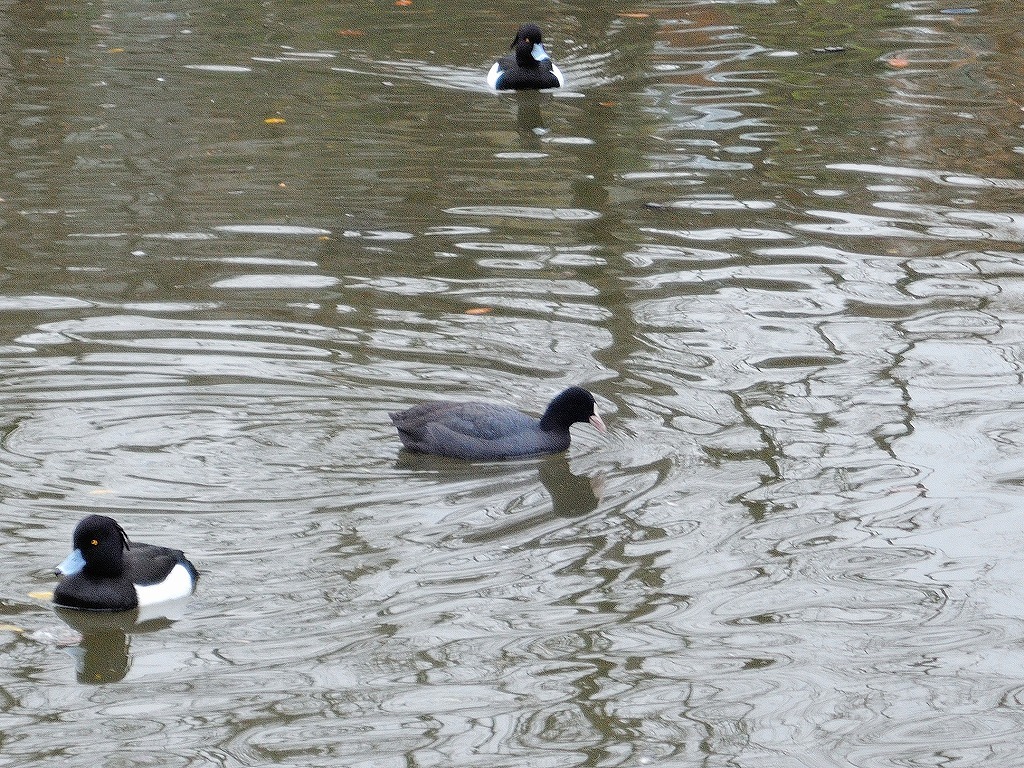 ある風景:Kikuna pond, Yokohama@Feb /fin_d0393923_23513554.jpg