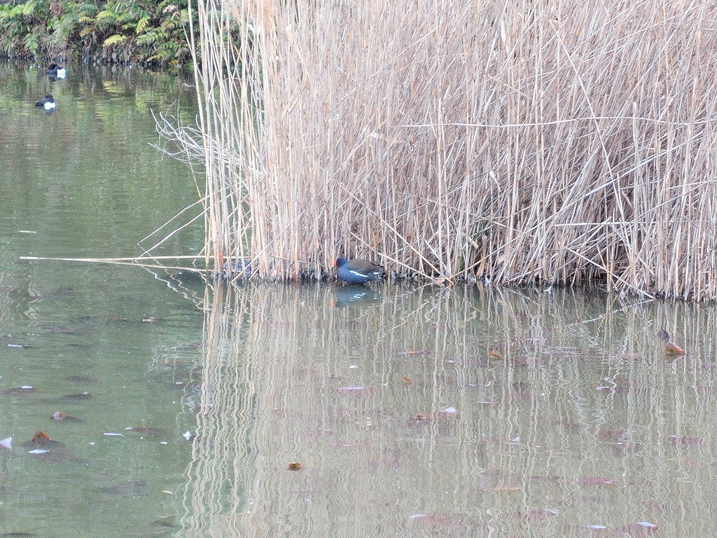 ある風景:Kikuna pond, Yokohama@Feb /fin_d0393923_23513570.jpg