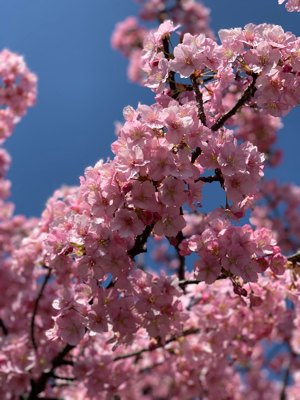 河津桜のお花見に&#127800;_f0167026_23245392.jpg