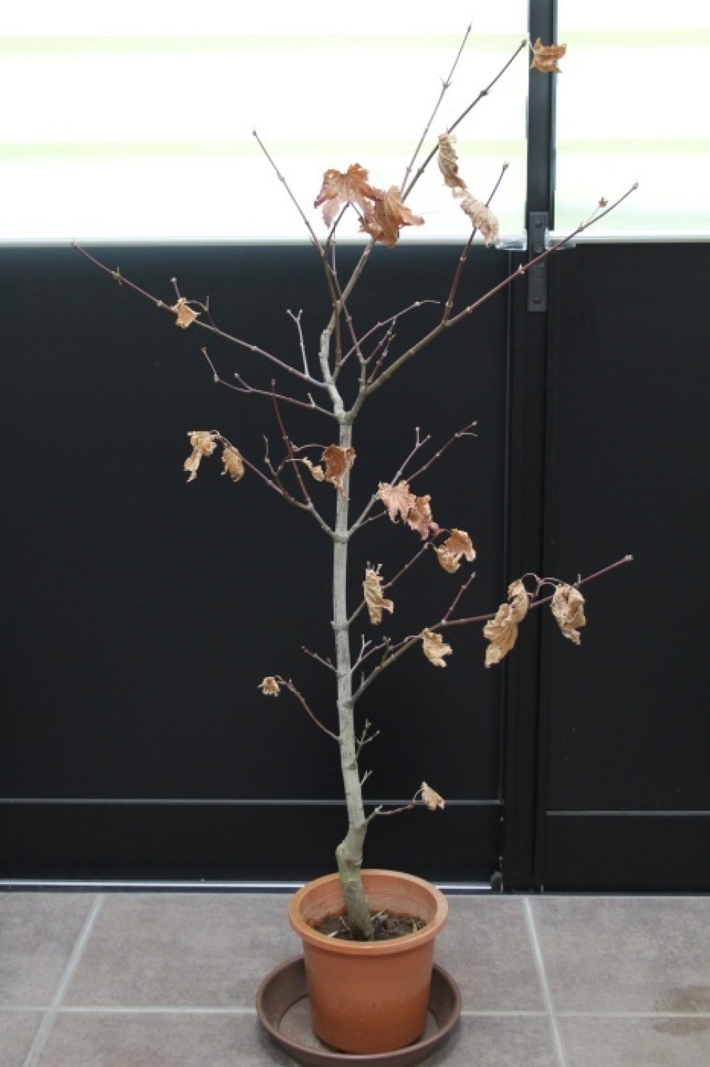 モミジ 青イタヤモミジ イタヤカエデ 販売 画像 価格 値段 庭木 安行 植木 シンボルツリー お問い合わせ商品 田中園 Shop Tanakaen Jp Web Magazine モミジ 青イタヤモミジ イタヤカエデ 販売 画像 価格 値段 庭木 安行 植木 シンボルツリー お問い合わせ商品 田中園 Shop Tanakaen Jp Web Magazine