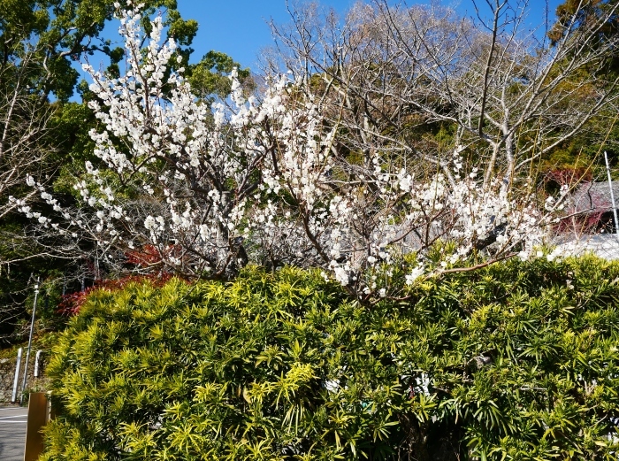   小野田の里　「宇賀部（うかべ）神社」  ２０２１-０３-０３　００：００_b0093754_21443652.jpg