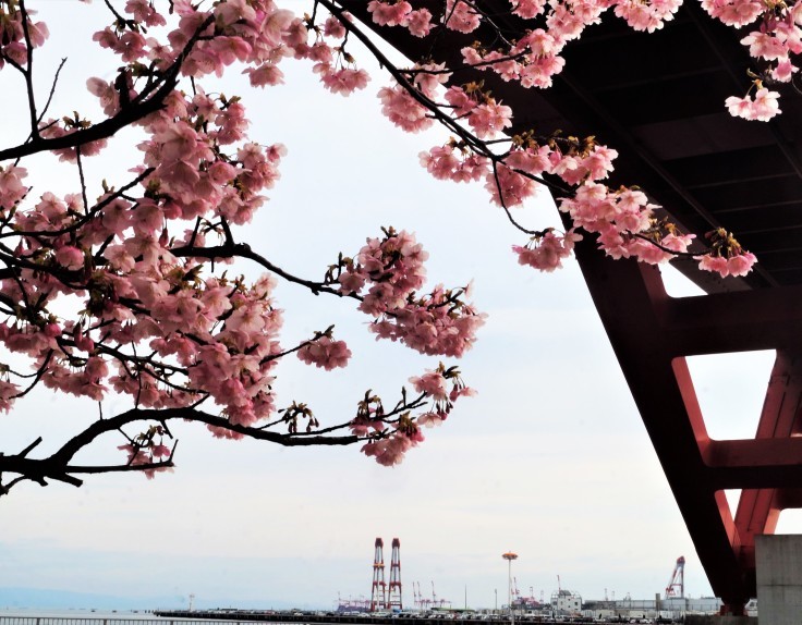 灘浜緑地の河津桜 神戸 たんぶーらんの戯言