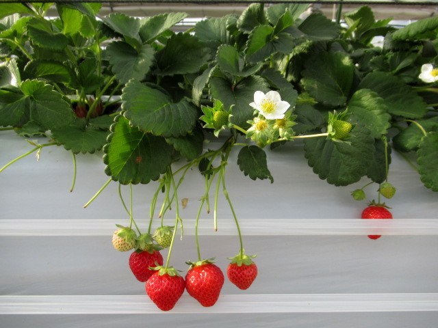 軽井沢ガーデンファーム お初の白いちご 真珠姫 に感激 ぴきょログ 軽井沢でぐーたら生活