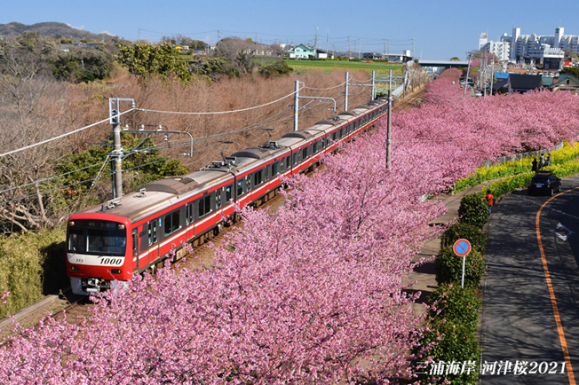 桜並木を運転手目線で 三浦海岸河津桜21 写愛館