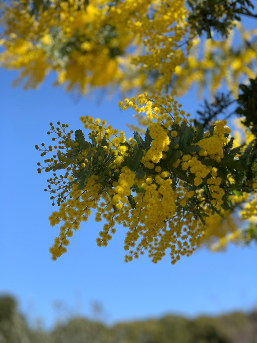 ミモザを見かけると春が来たとワクワクします。ミモザと河津桜_b0242465_07345186.jpg