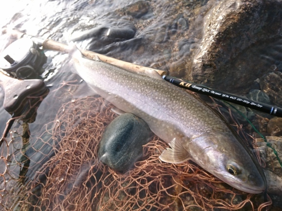 21魚野川解禁日釣行 Camel Blog 21魚野川解禁日釣行 Camel Blog