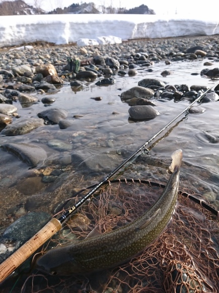 21魚野川解禁日釣行 Camel Blog 21魚野川解禁日釣行 Camel Blog