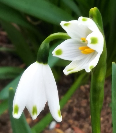 3月の花 スノーフレーク が暦どおり咲きだしました 健気に育つ植物たち