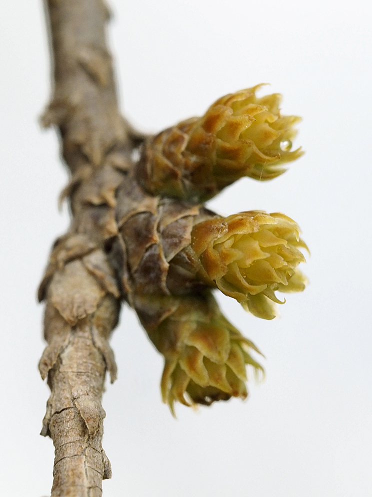 ラクウショウとメタセコイアの花をくらべる(1)_d0163696_19273809.jpg
