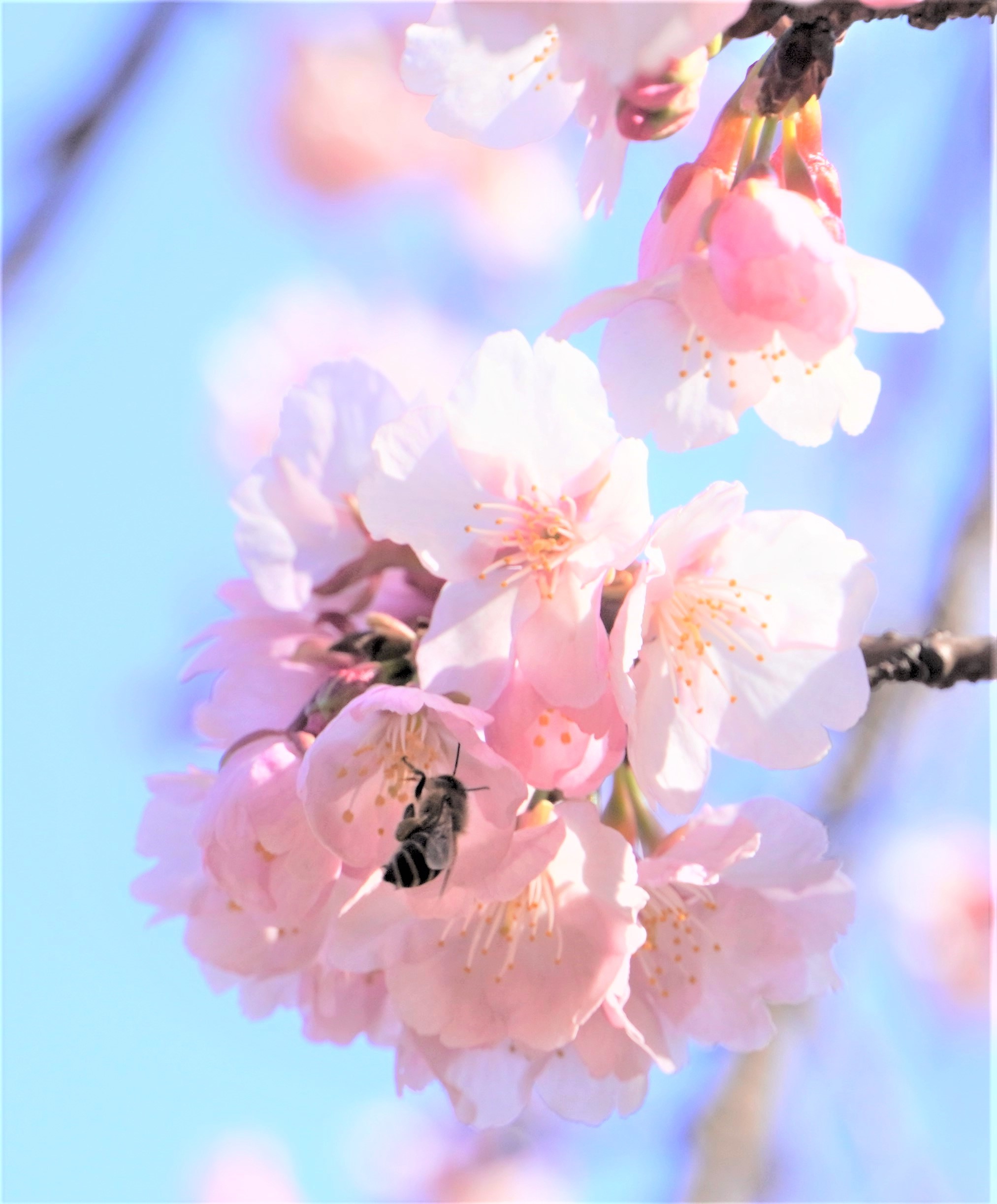 Sakura@Inokashira PARK_f0006713_22135899.jpg