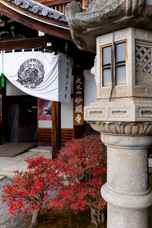 2020紅葉きらめく京都　晩秋の妙顕寺_f0155048_00020603.jpg