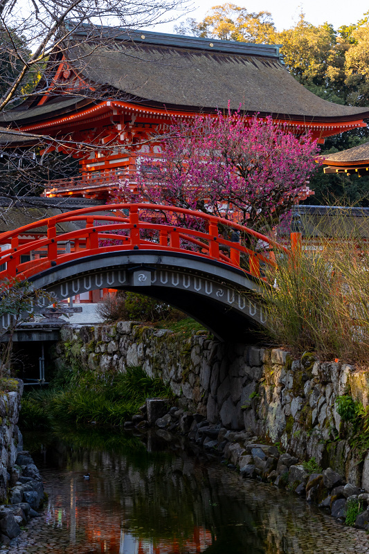 光琳の梅（下鴨神社）_f0155048_22455487.jpg