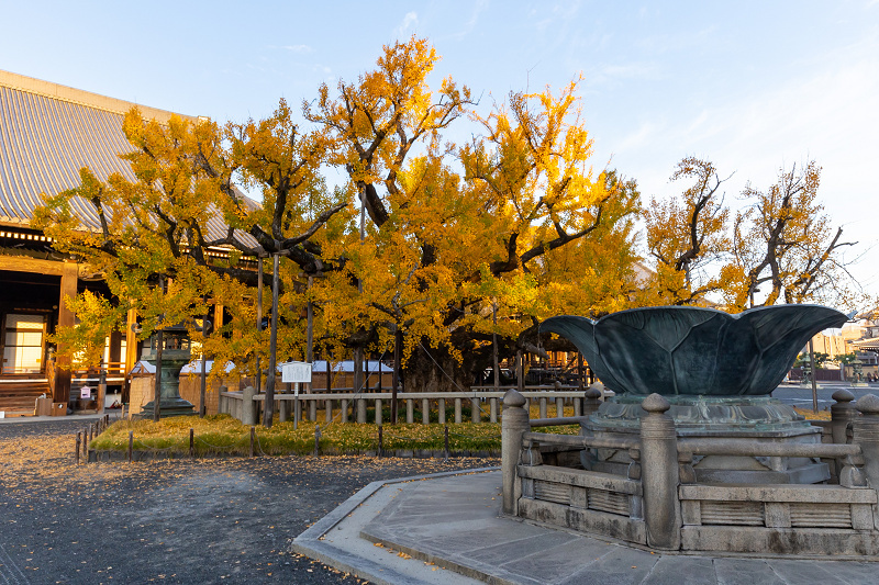 2020紅葉きらめく京都　水噴き銀杏（西本願寺）_f0155048_23393622.jpg