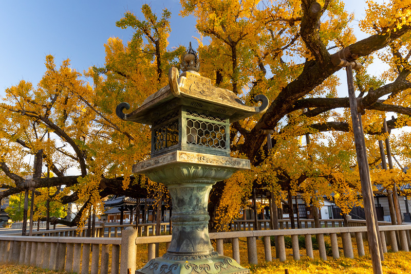 2020紅葉きらめく京都　水噴き銀杏（西本願寺）_f0155048_23412886.jpg