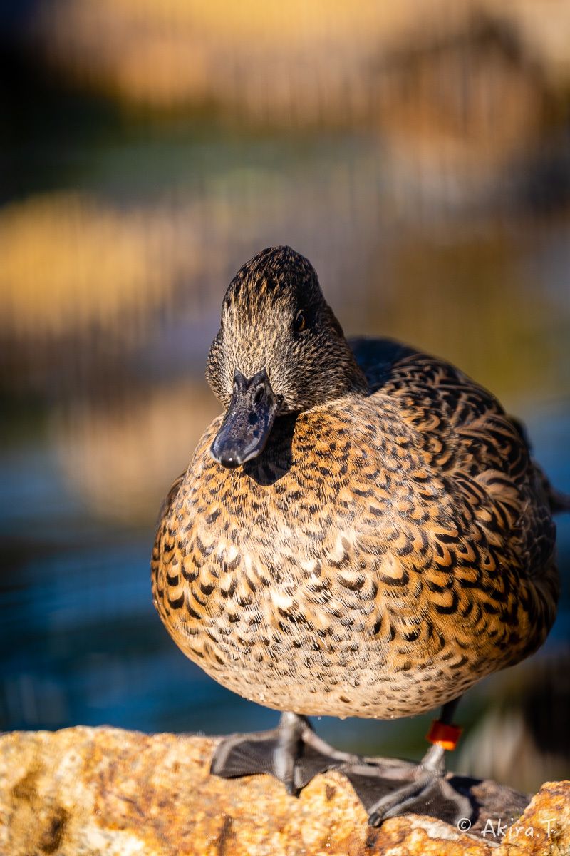 京都市動物園 -4-_f0152550_22312230.jpg