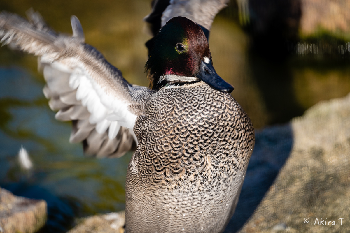 京都市動物園 -4-_f0152550_22314902.jpg