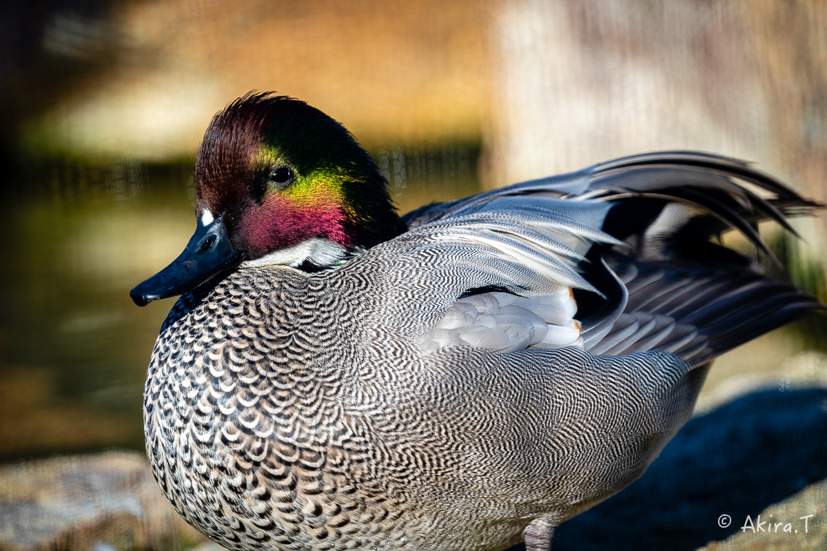 京都市動物園 -4-_f0152550_22315626.jpg