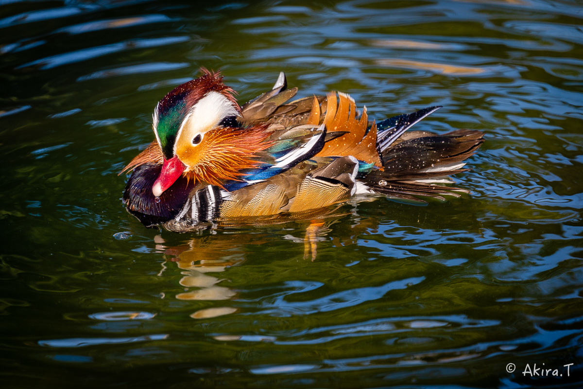 京都市動物園 -4-_f0152550_22320562.jpg