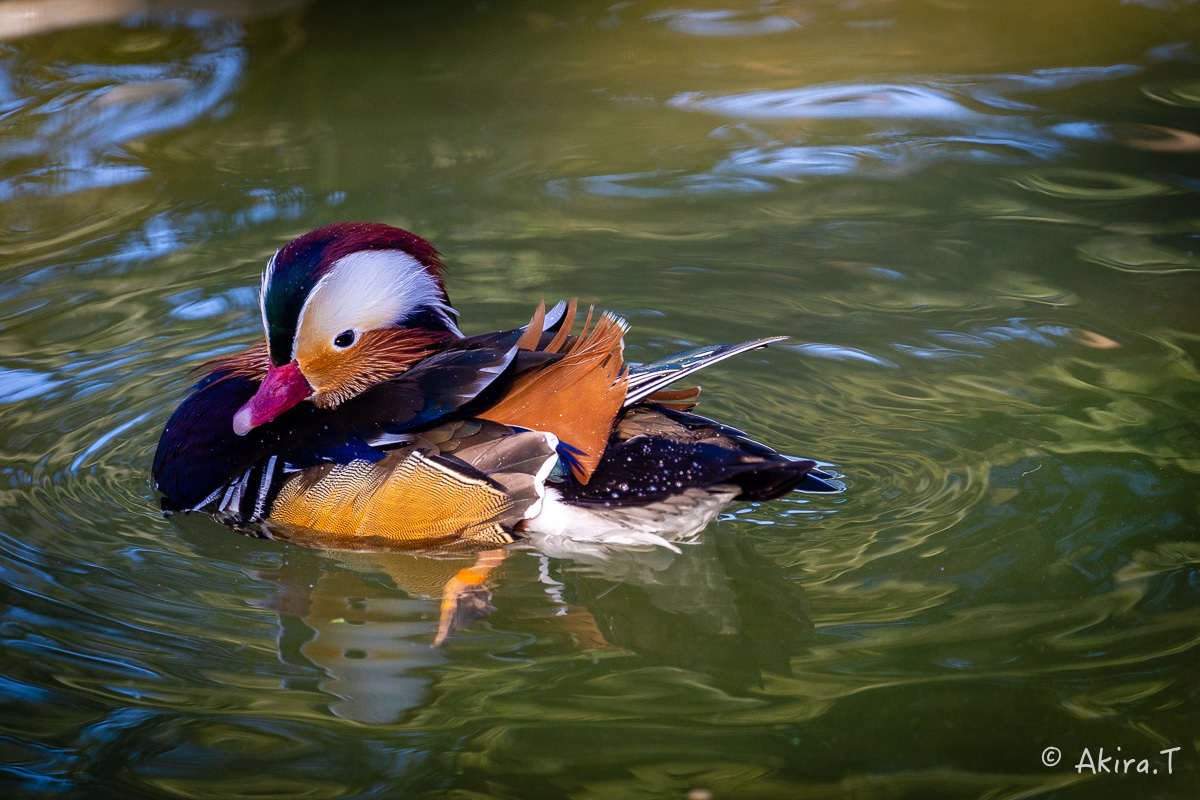 京都市動物園 -4-_f0152550_22321208.jpg