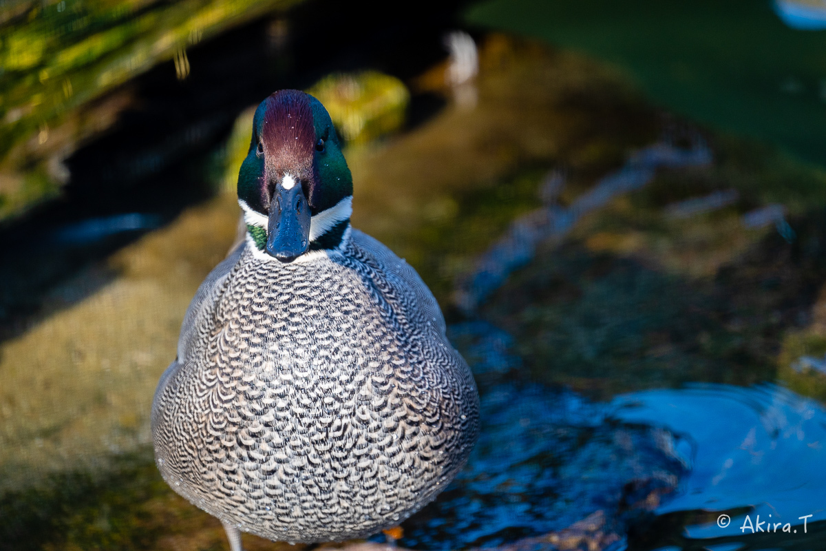 京都市動物園 -4-_f0152550_22322417.jpg