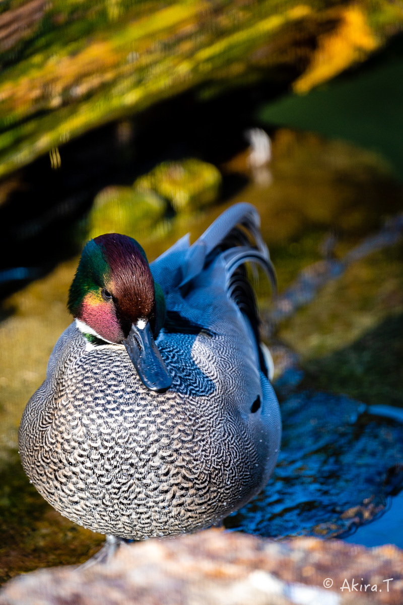 京都市動物園 -4-_f0152550_22340449.jpg