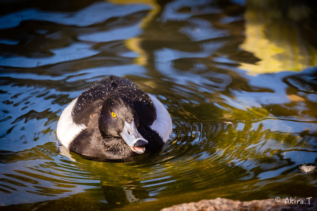 京都市動物園 -4-_f0152550_22341026.jpg