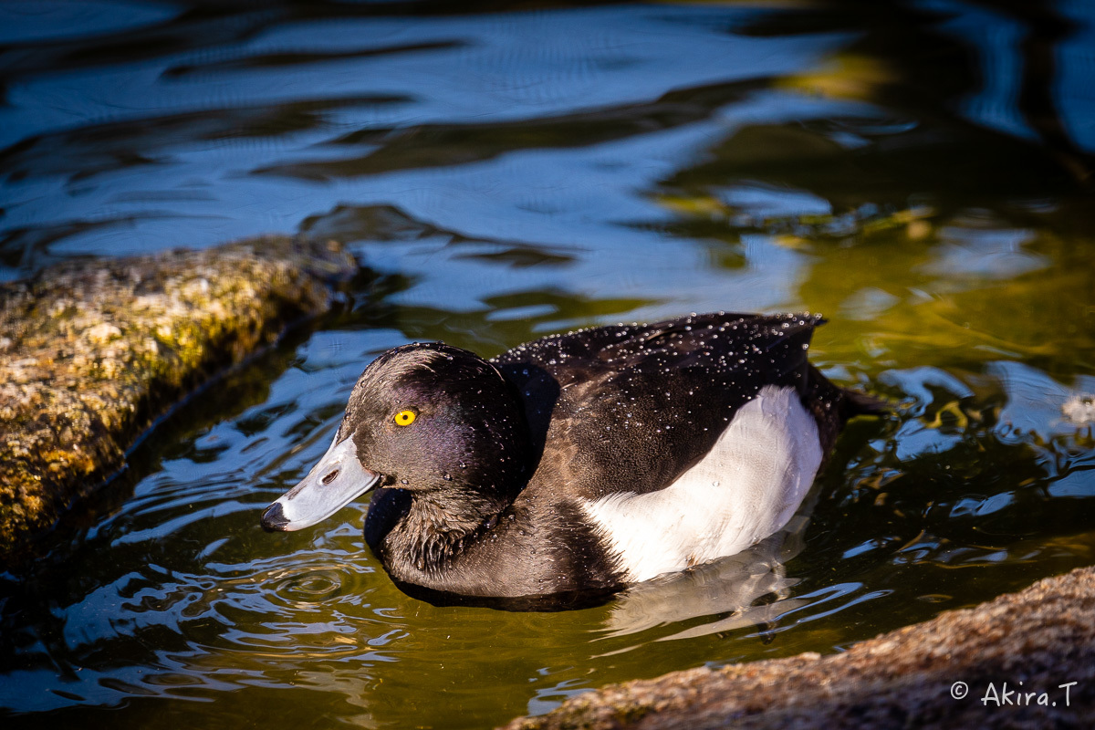 京都市動物園 -4-_f0152550_22341692.jpg