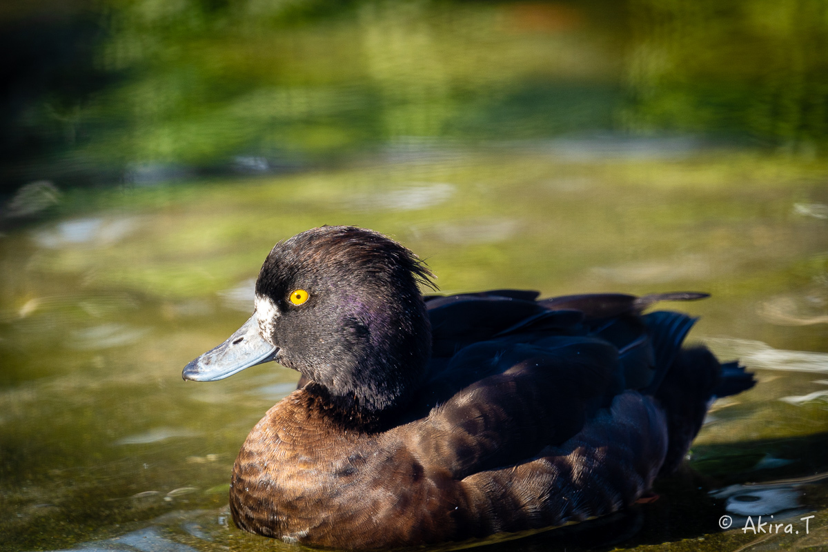京都市動物園 -4-_f0152550_22342983.jpg