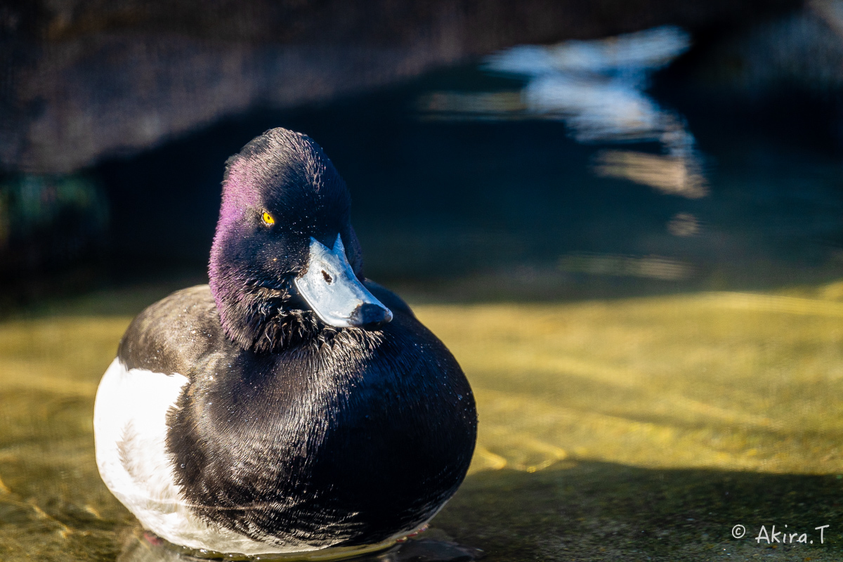 京都市動物園 -4-_f0152550_22344505.jpg